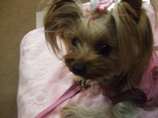 2008_1225 はる0051.jpg