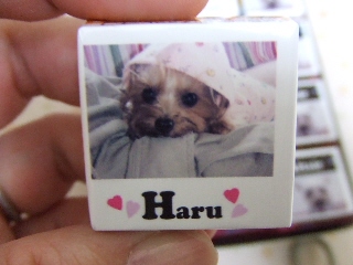 2008_1227 はる0029.jpg