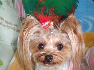 2008_1229 はる0017.jpg