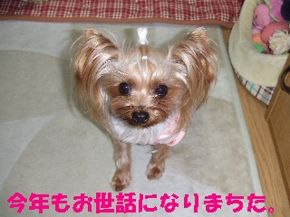 2008_1230 はる0017.jpg