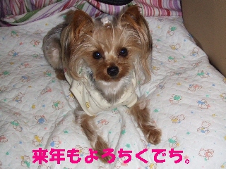 2008_1230 はる0020.jpg