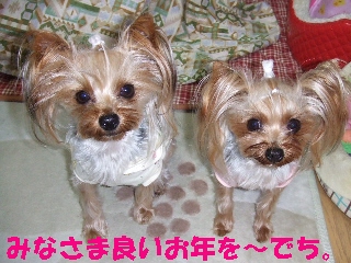 2008_1230 はる0022.jpg