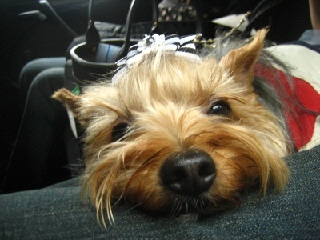 2009 0628crownnemunemu.jpg