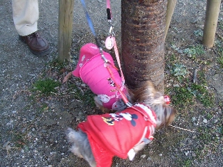 2009_0105 はる0013.jpg