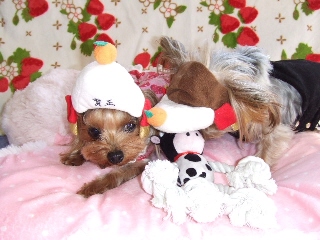 2009_0105 はる0026.jpg