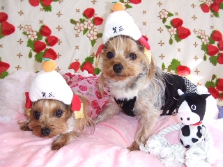 2009_0105 はる0028.jpg