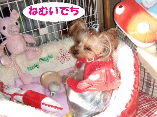 2009_0106 はる0016.jpg