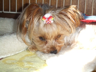 2009_0116 はる0021.jpg