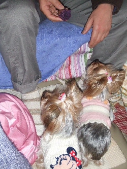 2009_0124 はる0014.jpg