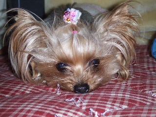2009_0126 はる0011.jpg