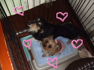 2009_0227 はる0049.jpg