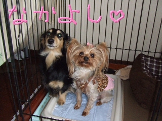 2009_0227 はる0050.jpg