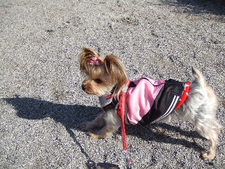 2009_0302 はる0011.jpg