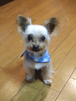 2009_0302 はる0022.jpg