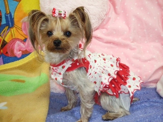 2009_0302 はる0025.jpg