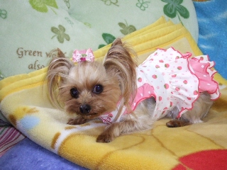 2009_0302 はる0027.jpg
