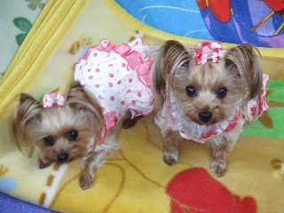 2009_0302 はる0031.jpg