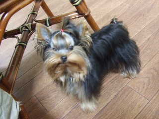 2009_0303 はる0019.jpg