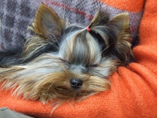 2009_0303 はる0027.jpg