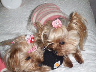 2009_0327 はる0053.jpg