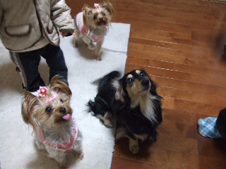 2009_0327 はる0070.jpg