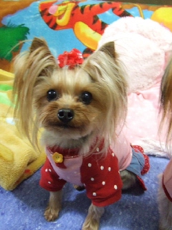 2009_0330 はる0052.jpg