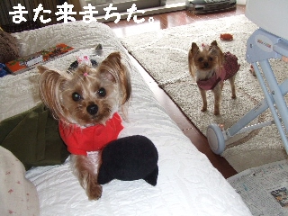 2009_0401 はる0063.jpg