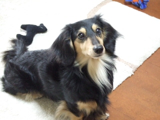2009_0401 はる0085.jpg