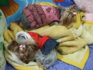 2009_0401 はる0093.jpg