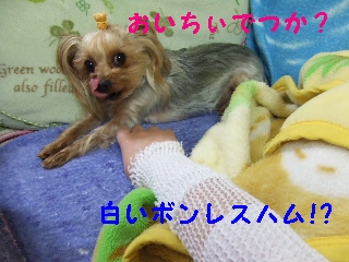 2009_0404 はる0013.jpg