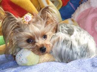 2009_0408 はる0023.jpg
