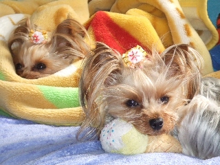 2009_0408 はる0025.jpg
