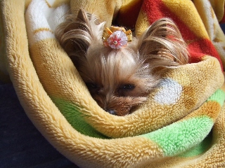 2009_0408 はる0027.jpg