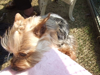 2009_0408 はる0055.jpg