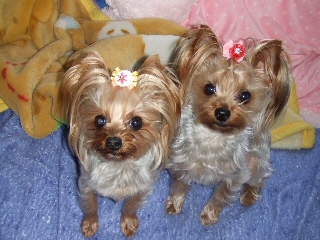 2009_0408 はる0094.jpg