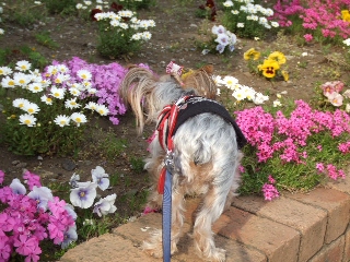 2009_0413 はる0007.jpg