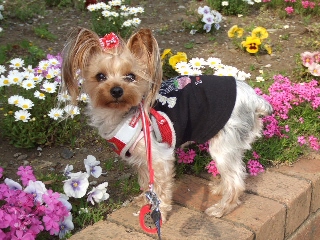 2009_0413 はる0009.jpg