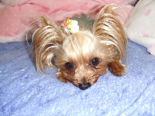 2009_0413 はる0019.jpg