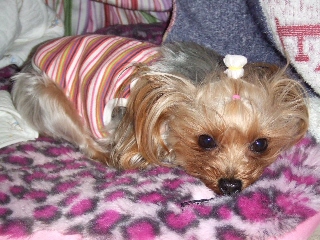 2009_0427 はる0017.jpg