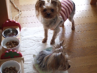 2009_0427 はる0021.jpg