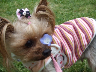 2009_0427 はる0040.jpg