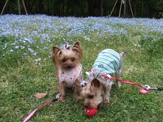 2009_0427 はる0042.jpg