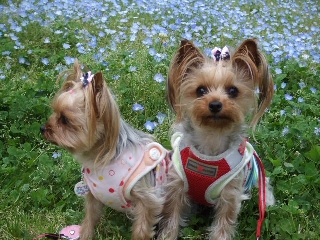 2009_0427 はる0047.jpg
