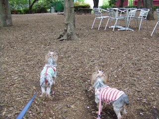 2009_0427 はる0054.jpg