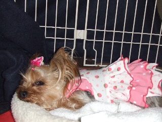 2009_0501 はる0017.jpg