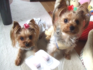 2009_0601 はる0028.jpg