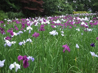 2009_0604 はる0016.jpg