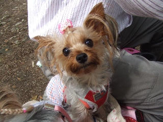 2009_0604 はる0022.jpg