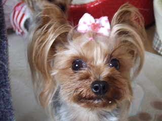 2009_0608 はる0020.jpg