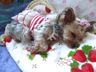 2009_0608 はる0023.jpg